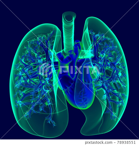 3D Illustration Human Heart With Transparency Lungs 78938551