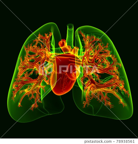 3D Illustration Human Heart With Transparency Lungs 78938561