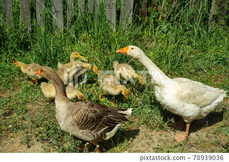 Couple of geese with small yellow goslings on a walk Couple of geese with small yellow goslings on a walk 78939036