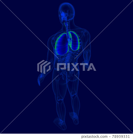 3D Illustration Human Respiratory System Anatomy (LUNGS) 78939331