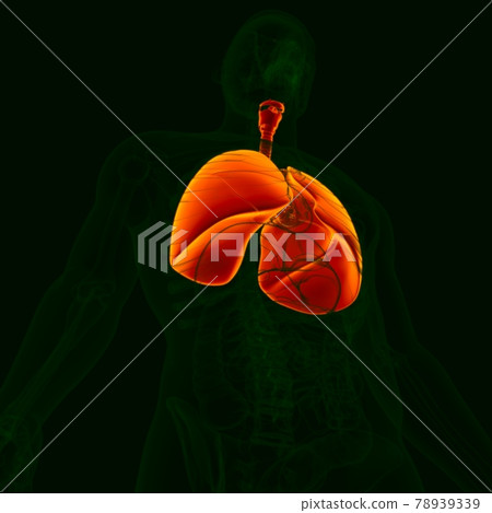 3D Illustration Human Respiratory System Anatomy (LUNGS) 78939339