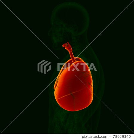 3D Illustration Human Respiratory System Anatomy (LUNGS) 78939340