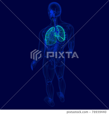 3D Illustration Human Respiratory System Anatomy (Bronchus and Bronchioles) 78939440