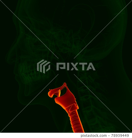 3D Illustration Human Respiratory System Anatomy (Bronchus and Bronchioles) 78939449