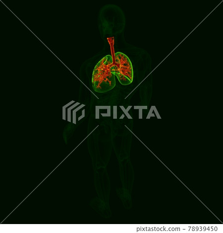 3D Illustration Human Respiratory System Anatomy (Bronchus and Bronchioles) 78939450