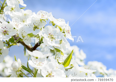 Closeup of spring blossom flower on blue sky background. Blossom tree pear 78939470