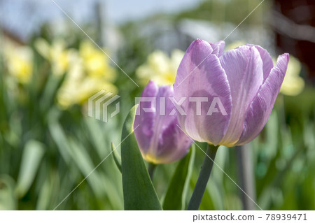 In spring a lilac Tulip bloomed in the garden against a background of yellow flowers 78939471