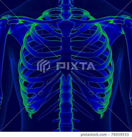 3D Illustration Human Skeleton Anatomy For Medical Concept 78939533