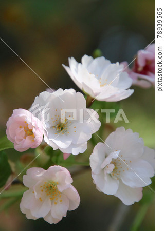 Tora no mori cherry tree at the temple for the law (Fukushima prefecture · Aizu Misato Town) 78939565