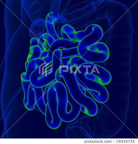 3D Illustration Human Digestive System Anatomy (Small Intestine) 3D Illustration Human Digestive System Anatomy (Small Intestine) 78939738