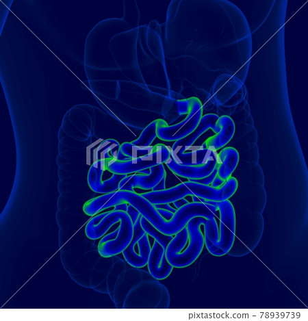 3D Illustration Human Digestive System Anatomy (Small Intestine) 3D Illustration Human Digestive System Anatomy (Small Intestine) 78939739