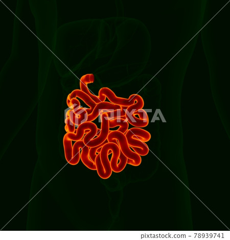 3D Illustration Human Digestive System Anatomy (Small Intestine) 78939741