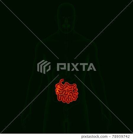3D Illustration Human Digestive System Anatomy (Small Intestine) 3D Illustration Human Digestive System Anatomy (Small Intestine) 78939742