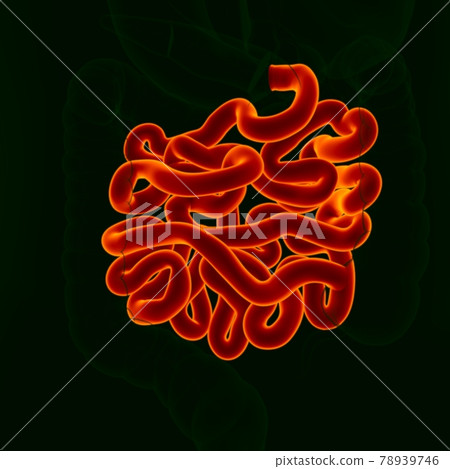 3D Illustration Human Digestive System Anatomy (Small Intestine) 3D Illustration Human Digestive System Anatomy (Small Intestine) 78939746