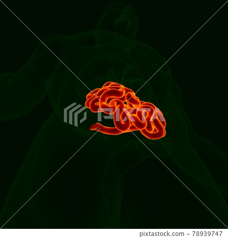 3D Illustration Human Digestive System Anatomy (Small Intestine) 78939747