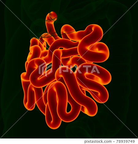 3D Illustration Human Digestive System Anatomy (Small Intestine) 3D Illustration Human Digestive System Anatomy (Small Intestine) 78939749