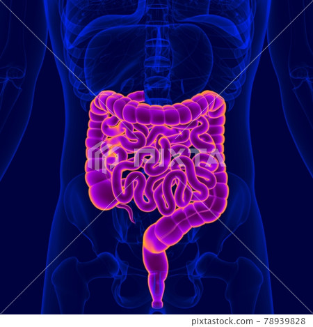 3D Illustration Human Digestive System Anatomy (Small and Large Intestine) 78939828
