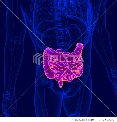 3D Illustration Human Digestive System Anatomy (Small and Large Intestine) 78939829