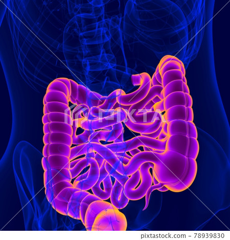 3D Illustration Human Digestive System Anatomy (Small and Large Intestine) 78939830
