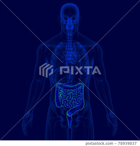3D Illustration Human Digestive System Anatomy (Small and Large Intestine) 3D Illustration Human Digestive System Anatomy (Small and Large Intestine) 78939837