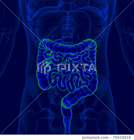 3D Illustration Human Digestive System Anatomy (Small and Large Intestine) 78939838
