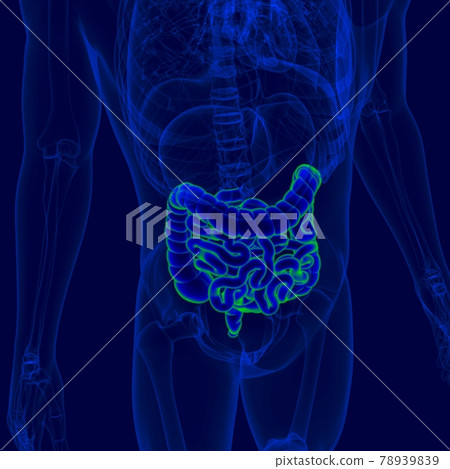 3D Illustration Human Digestive System Anatomy (Small and Large Intestine) 3D Illustration Human Digestive System Anatomy (Small and Large Intestine) 78939839