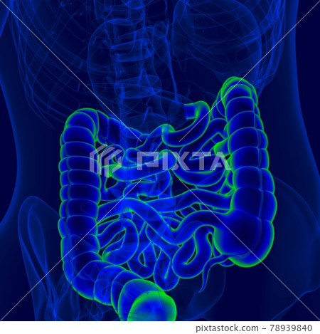 3D Illustration Human Digestive System Anatomy (Small and Large Intestine) 3D Illustration Human Digestive System Anatomy (Small and Large Intestine) 78939840