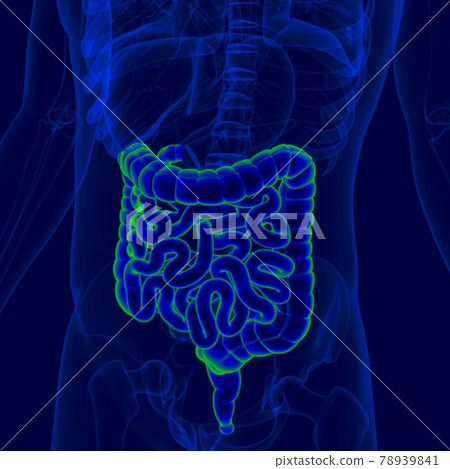 3D Illustration Human Digestive System Anatomy (Small and Large Intestine) 3D Illustration Human Digestive System Anatomy (Small and Large Intestine) 78939841