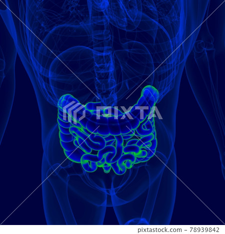 3D Illustration Human Digestive System Anatomy (Small and Large Intestine) 3D Illustration Human Digestive System Anatomy (Small and Large Intestine) 78939842