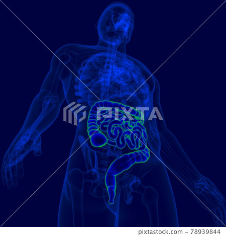 3D Illustration Human Digestive System Anatomy (Small and Large Intestine) 3D Illustration Human Digestive System Anatomy (Small and Large Intestine) 78939844
