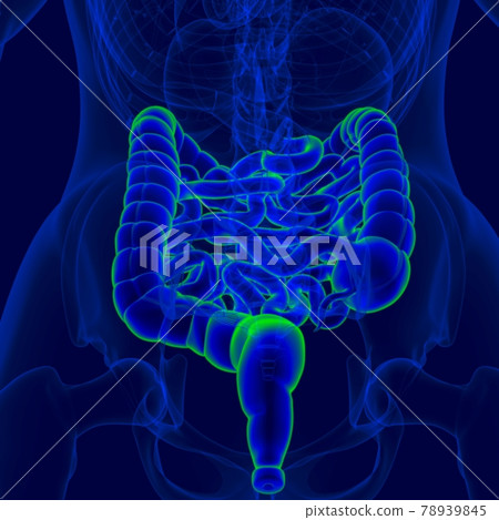 3D Illustration Human Digestive System Anatomy (Small and Large Intestine) 3D Illustration Human Digestive System Anatomy (Small and Large Intestine) 78939845
