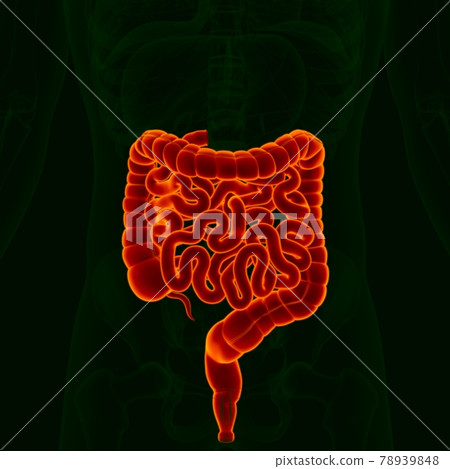 3D Illustration Human Digestive System Anatomy (Small and Large Intestine) 78939848