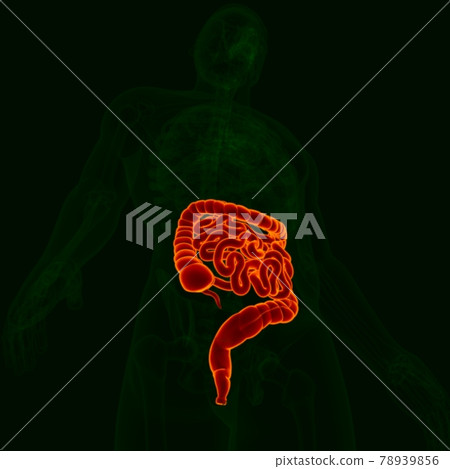 3D Illustration Human Digestive System Anatomy (Small and Large Intestine) 78939856