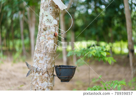 Rubber tree (Hevea brasiliensis) produces latex by using ethylene gas to accelerate productivity. Latex like milk Conducted into gloves, condoms, tires, tires and so on. 78939857