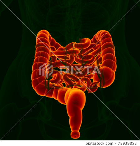 3D Illustration Human Digestive System Anatomy (Small and Large Intestine) 78939858