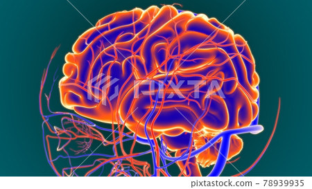 3D Illustration Human Brain Anatomy with Arteries and Veins 78939935