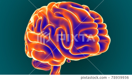 3D Illustration Human Brain Anatomy 3D Illustration Human Brain Anatomy 78939936