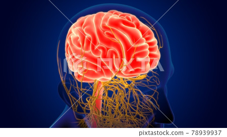 3D Illustration Human Brain With Nervous System Anatomy 3D Illustration Human Brain With Nervous System Anatomy 78939937