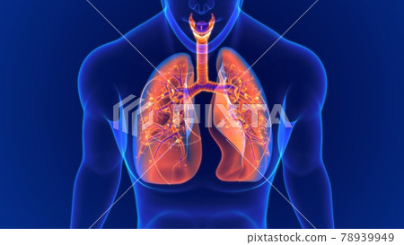 3D Illustration Human Respiratory System Anatomy (Lungs) 78939949