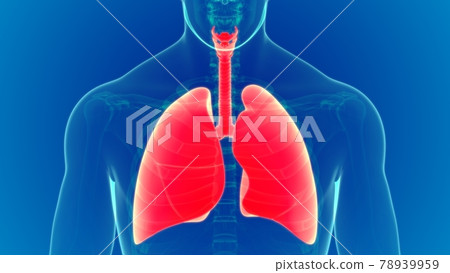 3D Illustration Human Respiratory System Lungs Anatomy Sky blue Background 3D Illustration Human Respiratory System Lungs Anatomy Sky blue Background 78939959