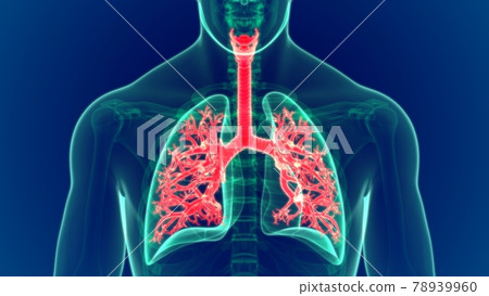 3D Illustration Human Respiratory System Lungs Anatomy (Bronchi, Bronchial) 78939960