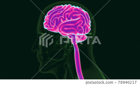 3D Illustration Human Brain Anatomy with Circulatory System 3D Illustration Human Brain Anatomy with Circulatory System 78940217