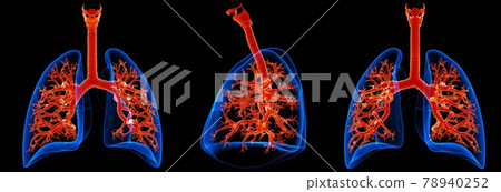 3D Illustration Human Respiratory System Anatomy (Lungs with Bronchi) 78940252