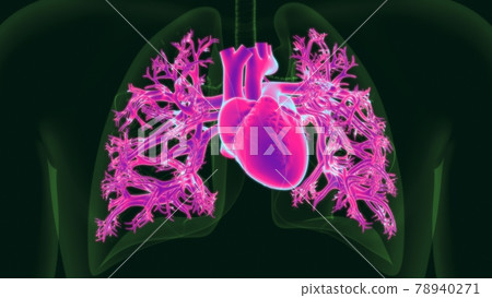 Human Heart Anatomy For Medical Concept 78940271