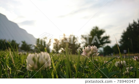 White clover bathing in the morning sun 78940347
