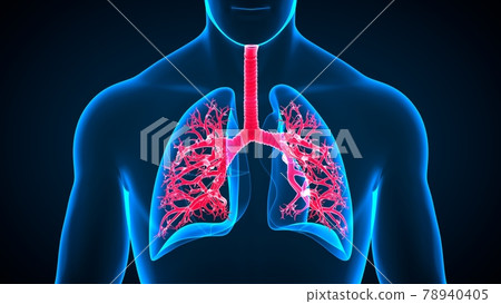 3D Illustration Human Respiratory System Anatomy (Lungs) 3D Illustration Human Respiratory System Anatomy (Lungs) 78940405