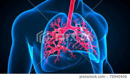 3D Illustration Human Respiratory System Anatomy (Lungs) 3D Illustration Human Respiratory System Anatomy (Lungs) 78940406