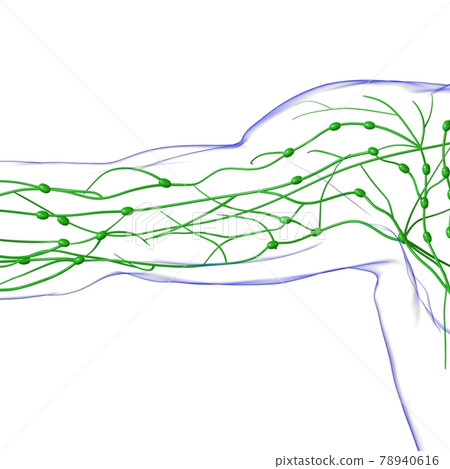 Human Lymph Nodes Anatomy For Medical Concept 3D Rendering 78940616
