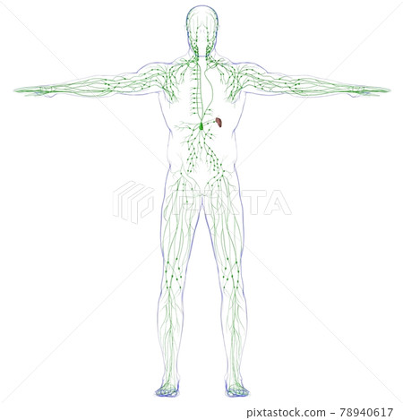 Human Lymph Nodes Anatomy For Medical Concept 3D Rendering 78940617