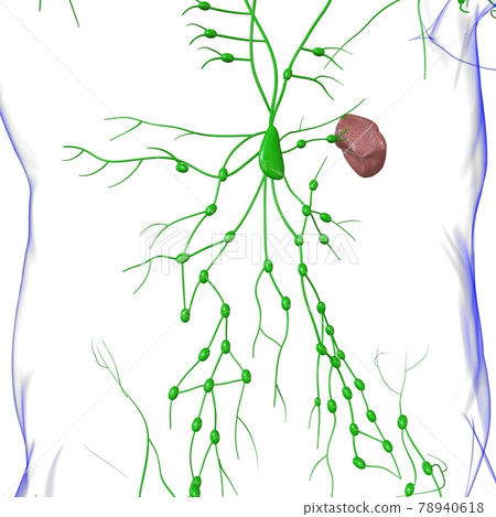 Human Lymph Nodes Anatomy For Medical Concept 3D Rendering 78940618